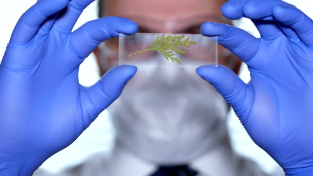 Biologist-examines-sample.-Science,-biology,-ecology.-Professional-scientist-wearing-protective-mask-working-with-herb-samples-in-his-laboratory.-Male-scientist-looking-at-plant-leaf-in-glass-slide.