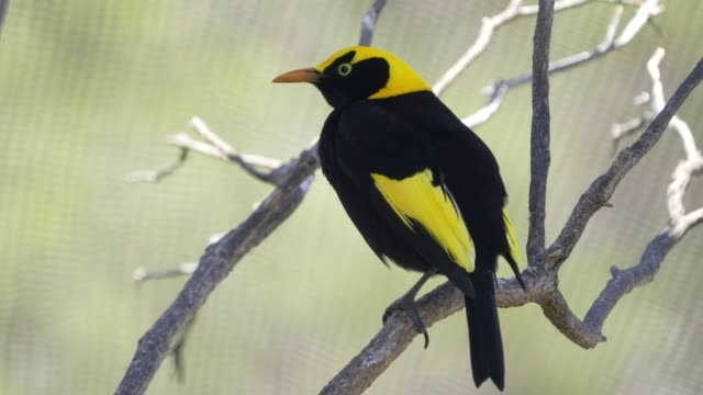 regent-bowerbird-perched-on-a-branch-at-a-walk-in-avairy-in-australia