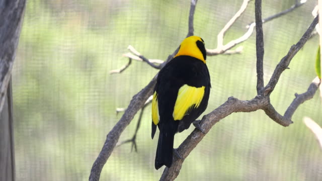 rear-view-of-a-beautiful-male-regent-bowerbird-at-a-walk-in-avairy
