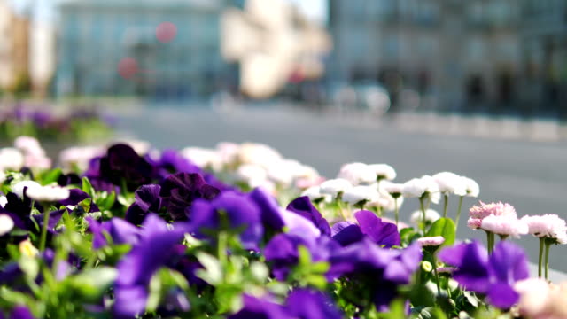 Schöne-Blumenbeet-auf-der-Straße-in-4-k-Slow-Motion-60fps