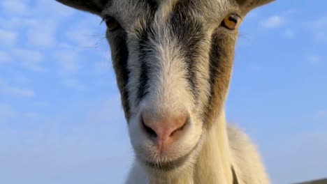 Goat-goes-to-the-camera