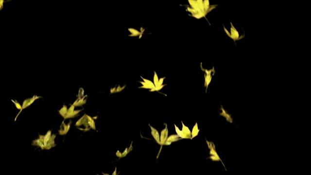 Las-hojas-de-arce-real-cae,-lenta,-clip-de-lazo,-canal-alfa,-otoño,-hojas-amarillas,-versión-1:-pocas-hojas