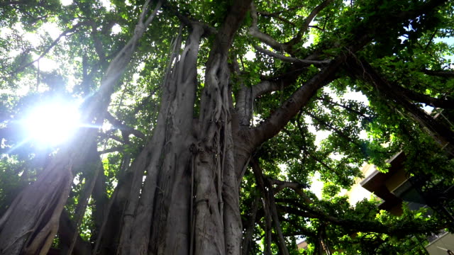Large-banyan-tree-in-Hawaii-in-slow-motion-180fps