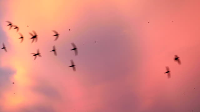 Fliegende-Vögel-auf-den-schönen-Sonnenuntergang-Himmel-in-Zeitlupe-180fps