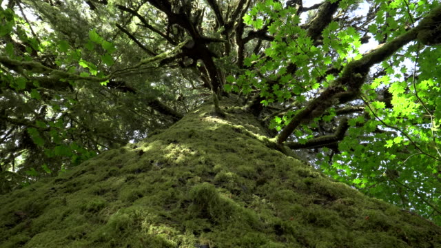 vertikale-Ansicht-des-Rumpfes-eine-Fichte-in-Moos-bei-Hoh-Regenwald-bedeckt