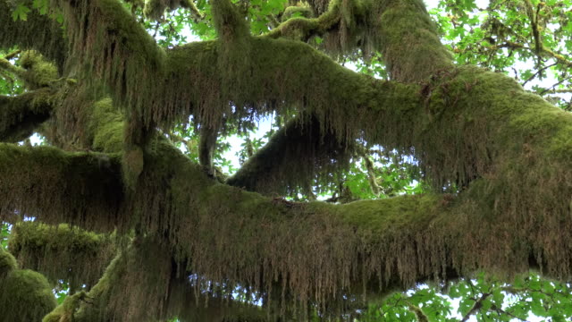 ramas-de-arce-de-bigleaf-grande-cubiertos-de-musgo-en-la-selva-tropical-de-hoh