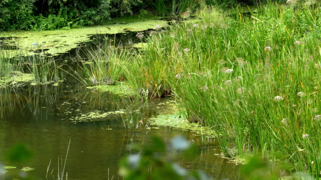 Natur-am-Fluss,-grüne-Vegetation-an-den-Ufern-des-Flusses