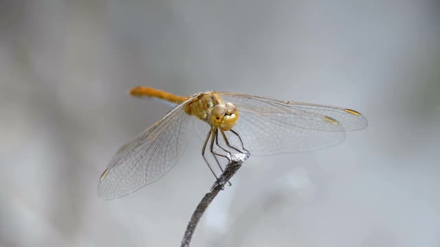 Dragonfly-on-a-Branch.-Slow-Motion-in-96-fps.-Summer-day