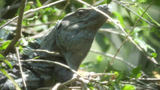 Iguana-eats-green-leaves-on-the-tree