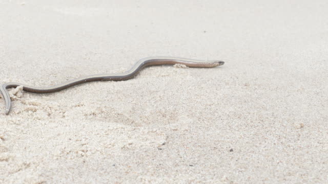 The-Anguis-fragilis-or-slow-worm