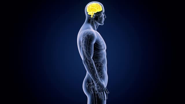 Menschliche-Gehirn-Anatomie