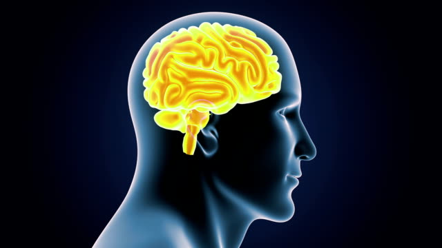 Menschlichen-Gehirns-mit-Körper-closeup
