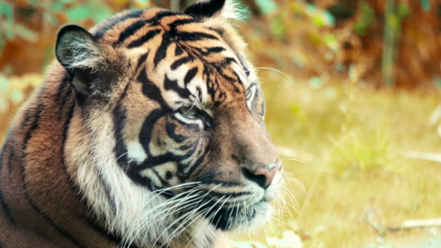 Porträt-eines-Sibirischen-Tigers.