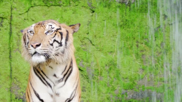 close-up.-Bengal-Tiger-in-natürlichen-Wasserfällen.-4K-Auflösung