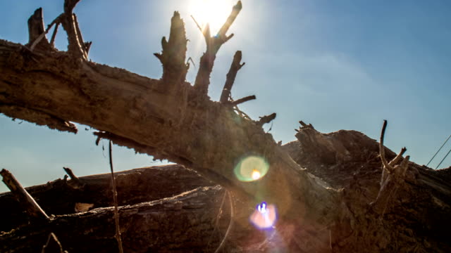 Sunny-time-lapse-of-Warsaw-City-skyline-and-old-fallen-tree.