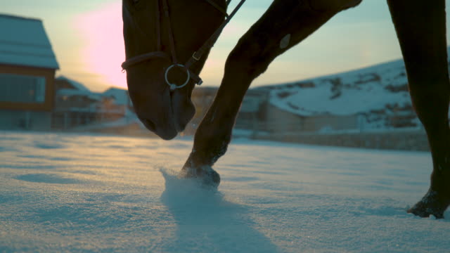 SLOW-MOTION:-Young-horse-with-brown-coat-walking-in-the-snow-at-beautiful-sunset