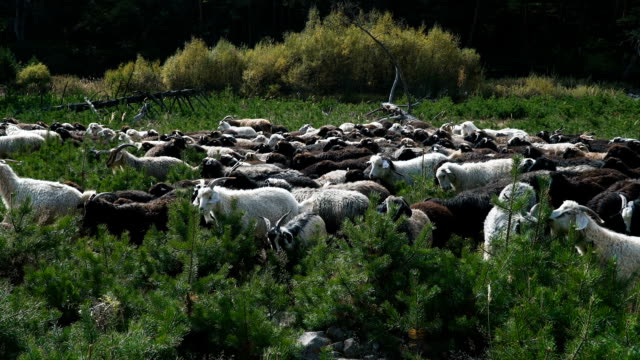 Ziegen-und-Schafe-blicken-auf-Hügel
