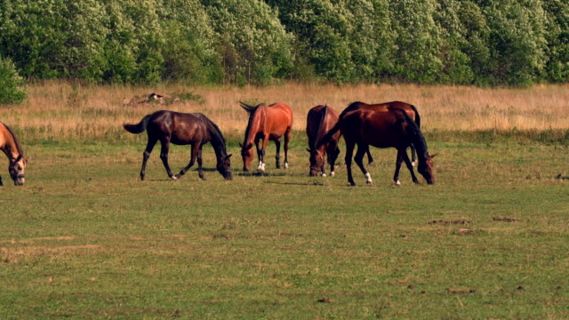 Pferde-weiden-auf-grünen-Weiden-der-Pferdefarm,-Land-Sommerlandschaft