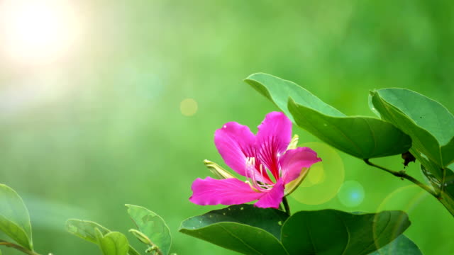 Bauhinia-purpurea-or-orchid-tree-flower-and-green-leaf-with-flare-of-light