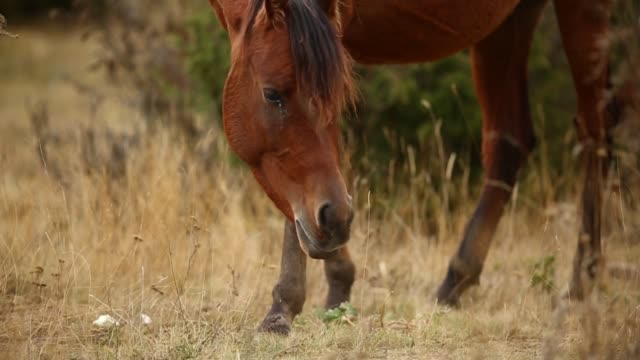 Footage-of-a-wild-brown-horse-grazing-peacefully-in-nature