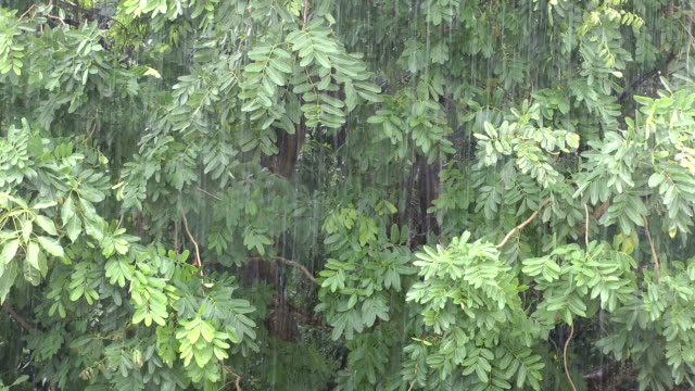 Regen-im-Wald