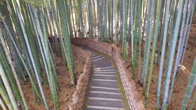 walkway-bamboo-tunnel-named-Arashiyama-bamboo-forest-in-Kyoto,-Tourist-landmark-of-Japan