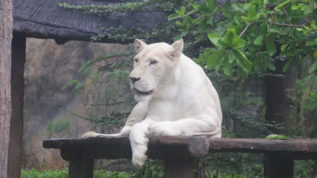 The-white-lion-lies-on-a-wooden-plate.-In-the-daytime.