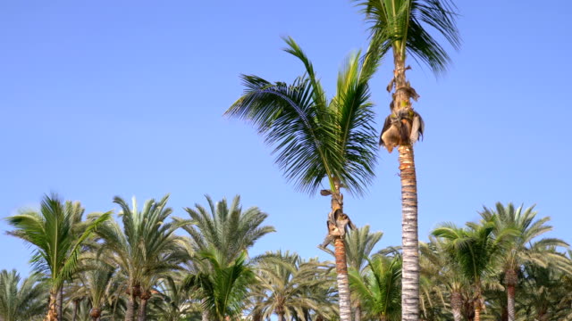 Beautiful-palm-trees-in-4K-slow-motion-60fps