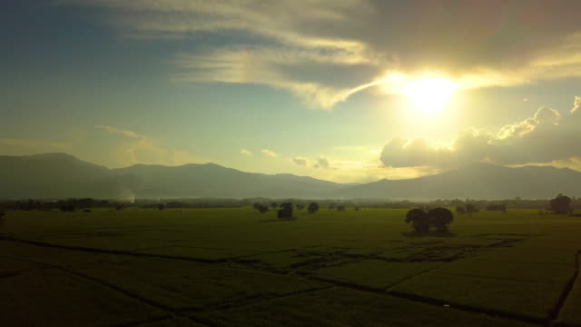 Vista-aérea,-volando-sobre-el-campo-de-arroz-con-la-puesta-del-sol-hermosa.