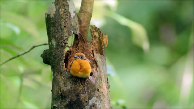Beginning-of-new-life-in-the-natural-(Orange-breasted-trongon)