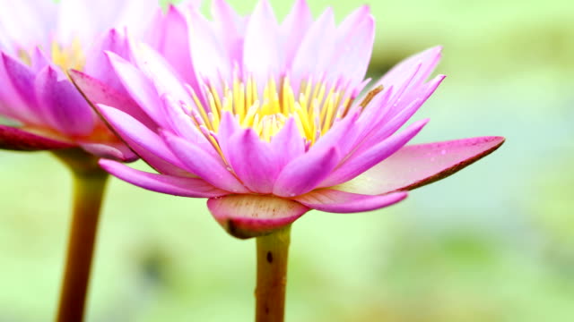 Loto-púrpura-hermosa,-una-flor-de-lirio-de-agua-en-estanque