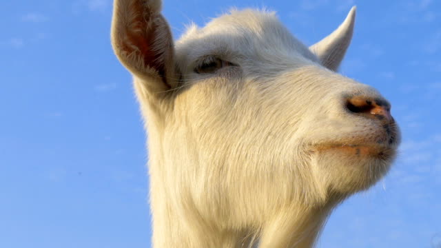 Goat-close-up
