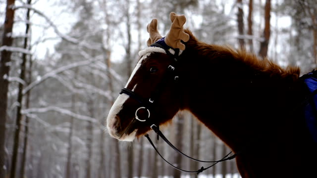Horse.-Horse-in-a-cap-with-moose-horns