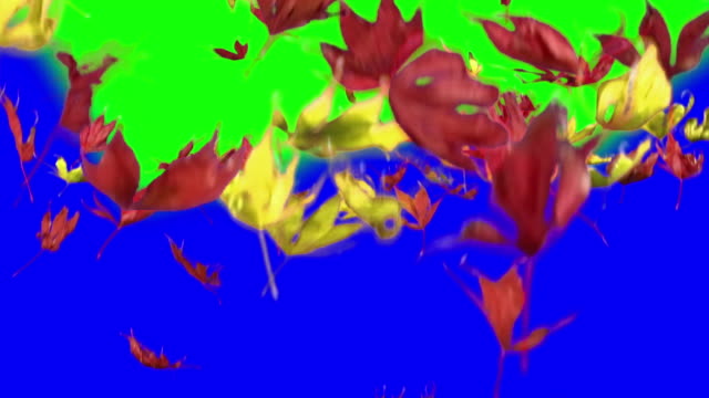 Real-maple-leaves-falling,-slow-motion,-video-transition,-red-and-yellow-leaves,-alpha-channel,-chroma-key,-autumn