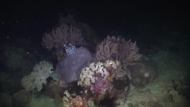 Korallenriff.-Philippinen,-Mindoro