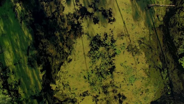 Kormoran-fliegen-über-dem-bewachsenen-Teich