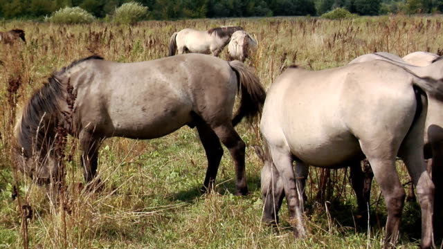 Caballos-salvajes-en-un-día-ventoso-y-gris.-Manada-de-caballos-salvajes-pastando-en-el-otoño-en-el-Prado.