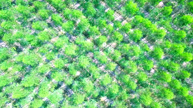 Aerial-view-of-Eucalyptus-Park