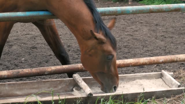 Schöne-Pferde-im-Stift-Essen-Grass,-niedliche-Haustier-in-der-Tierhaltung-in-einer-ländlichen-Gegend