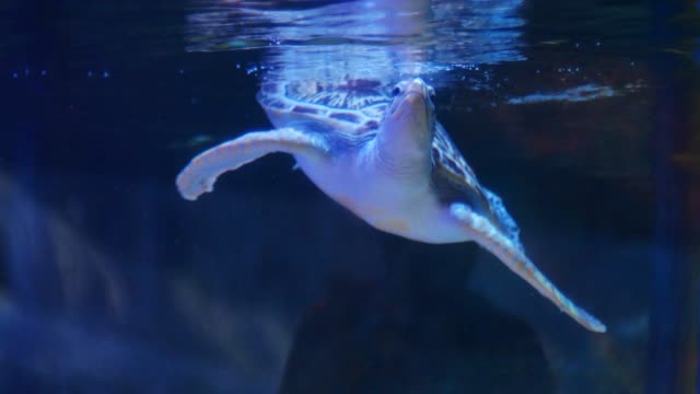 Green-turtle-swims-in-water-tank