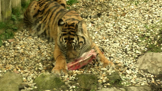 Tiger-sumatran-eating-his-lunch,-Panthera-tigris-sumatrae