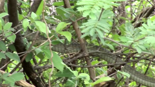 Sabana-de-África-salvaje-serpiente-árbol-Kenia
