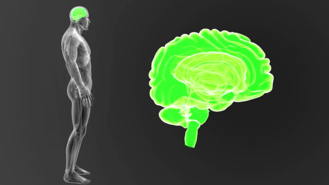 Menschliche-Gehirn-Zoom-mit-Anatomie