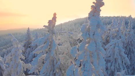 AERIAL:-First-winter-sunbeams-peaking-trough-frozen-spruce-trees-covered-in-snow