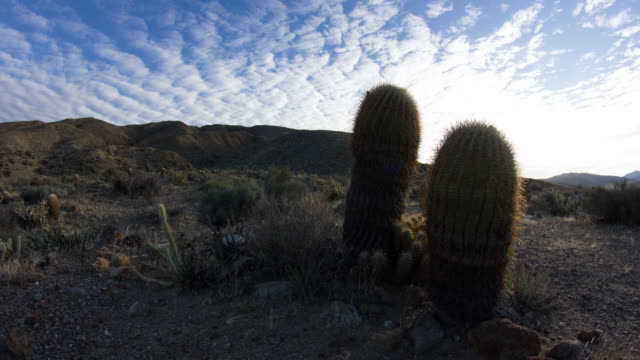 Anza-Borrego-cactus-k-4-Time-lapse