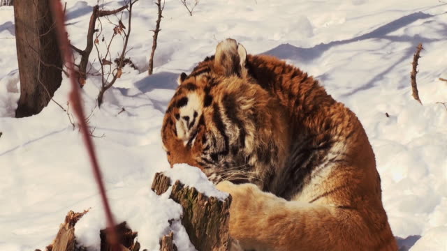Tigers-in-forest