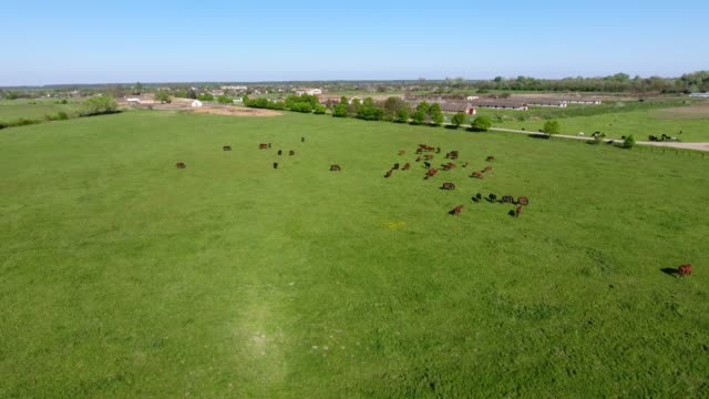 Grazing-horses-on-the-field