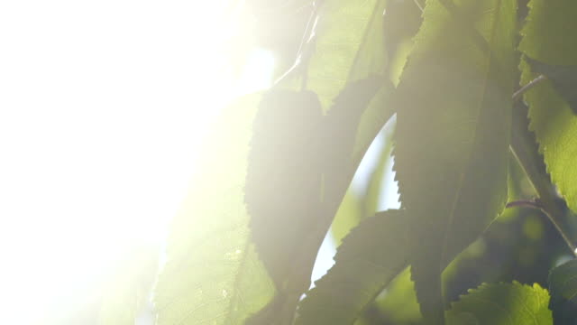 Leaves-of-fruit-tree-in-sun-rays-slow-motion,-green-apple-tree-blossom-fertility