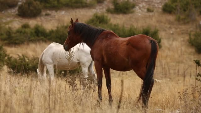 Dos-caballos-salvajes-pastando-en-la-naturaleza