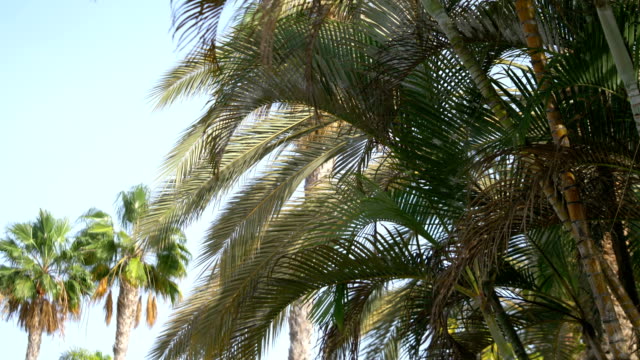 Beautiful-palm-trees-in-4K-slow-motion-60fps